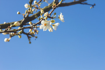 cherry blossom flower and blue sky