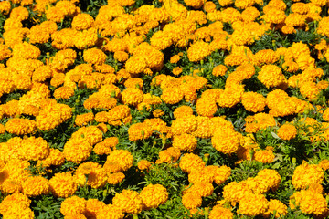 yellow chrysanthemum flowers