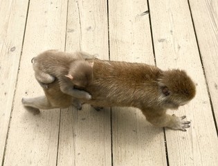Mono madre y cria vistos en un parque en Japon durante verano
