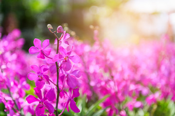 Fototapeta na wymiar Ascocenda orchid Beautiful pink flowers blooming in garden.