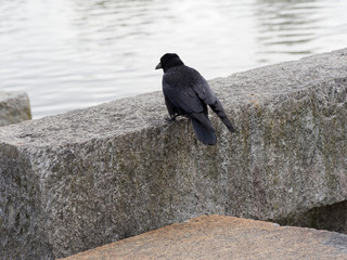 Aaskrähe (Corvus corone)