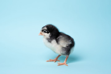 Little chicken stands on blue background. Newborn bird