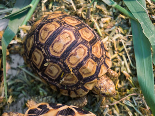 Close up of the little turtle