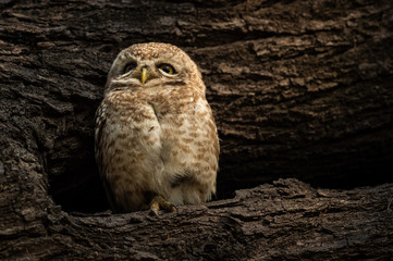 spotted owlet or Athene brama perched on a textured dead tree trunk in his nest at keoladeo national park or bharatpur bird sanctuary, rajasthan, india	