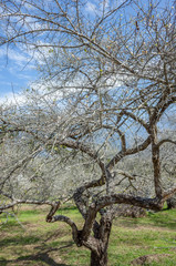 white plum blossom flowers