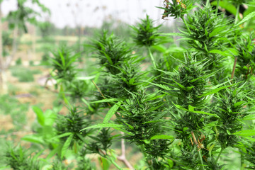 Marijuana leaves, cannabis growing in the garden. Marijuana bud, cannabis plant beautiful background in the farm.