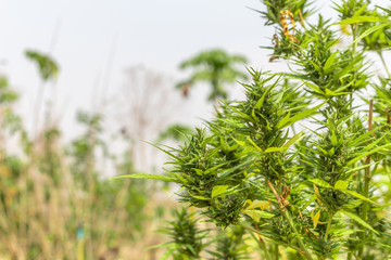 Marijuana leaves, cannabis growing in the garden. Marijuana bud, cannabis plant beautiful background in the farm.