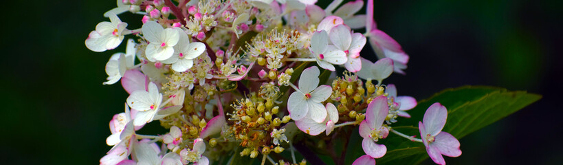 flowers in the garden