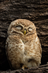 spotted owlet or Athene brama perched on a textured dead tree trunk in his nest at keoladeo national park or bharatpur bird sanctuary, rajasthan, india	