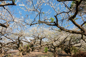 white plum blossom flowers