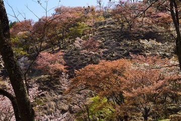 Fototapeta premium Yoshino cherry tree2