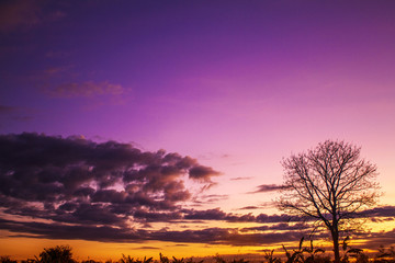 Fototapeta premium sunset in forest