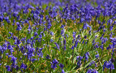 Wild bluebell flowers (Hyacinthoides non-scripta) blooming vibrant blue violet. Spring season at Saltee Islands, Ireland, Europe. Flowers of family Asparagaceae