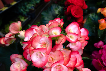 beautiful camellia flowers