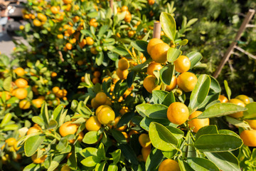kumquat fruit tree
