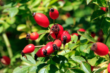 Rose hip, fruit, Rosa canina, Thuringia, Germany, Europe
