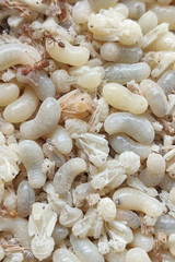 Raw food,Red ant egg in flour.Red ant egg is Food ingredients Thai Esan Food,Local food In Thailand