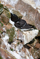 Razorbill or Lesser Auk (Alca torda), curled up on rocky cliff ledge at Saltee Islands, Ireland....