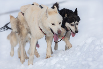 A pack of siberian huskies and malamuts participating in the dog sled racing contest, Tusnad, Romania