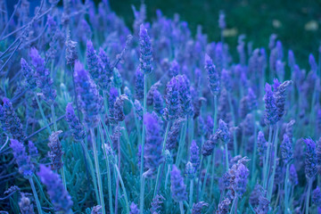 Lavender plant in the garden