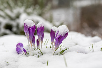 Krokus Gruppe lila mit Schnee im Frühling