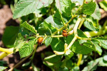 A lot of Colorado bugs are eating potato leaves in the field. Protect your crop concept