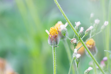 Macro bautiful flower in the nature