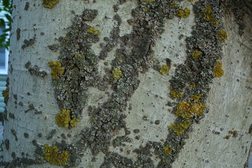  light birch tree bark with green moss, natural wood, close-up