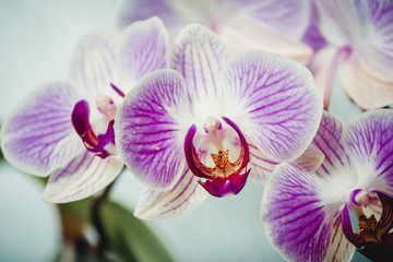 orchid flowers symbol of purity and tenderness