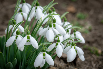 Snowdrop in the forest, blooming snowdrops in the forest, snowdrops are rare flowers recorded in...