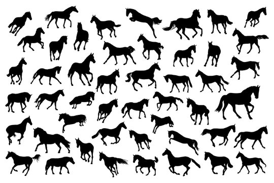 Adult race horses silhouettes big set. Basis clip art on white background