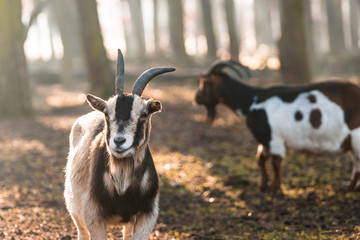 Ziegen im Wald im Morgenlicht
