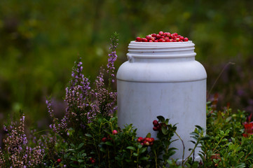 A can with red wild strawberries in a heather meadow.