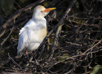 The Cattle Egret in matting plumage