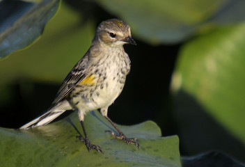 The Yellow Rump Warbler in south Florida