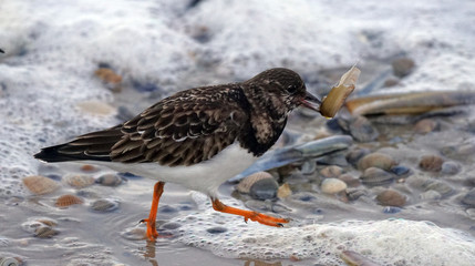 Steinwälzer