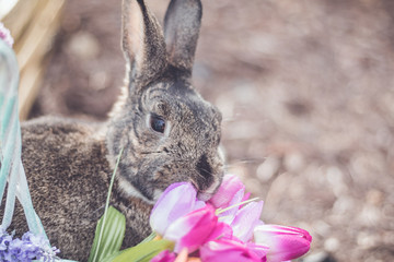 Gray and white bunny rabbit in garden with basket of flowers for Easter Spring soft vintage setting
