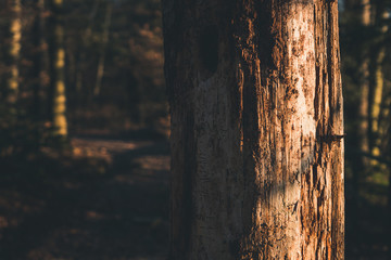 Baumstamm bei Abendlicht