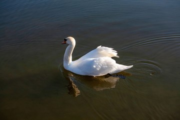 profile of white swan on blue misty lake