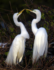 Mating Great Egrets in south Florida