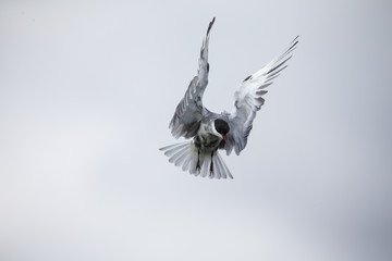 Whiskered tern in flight on cloudy day with spread wings artistic conversion