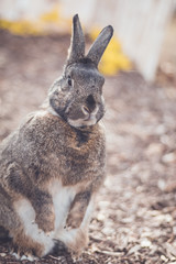 Gray and white bunny rabbit in garden with flowers for Easter Spring soft vintage setting