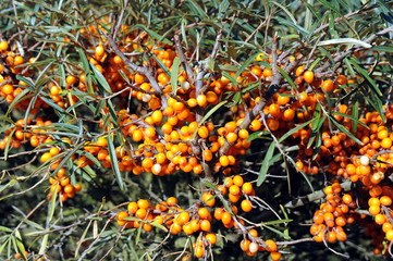 reifer Sanddorn auf Usedom