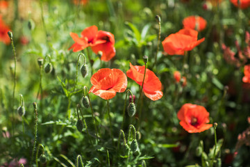 Field of bright red corn poppy flowers in summer