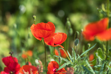 Field of bright red corn poppy flowers in summer