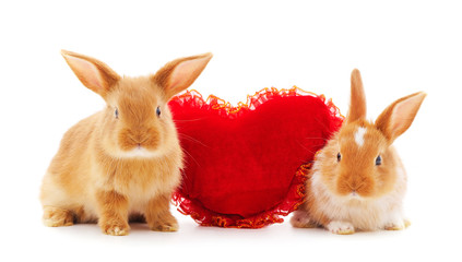 Two rabbits with toy heart.