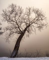 silhouette of a bare tree in in fog