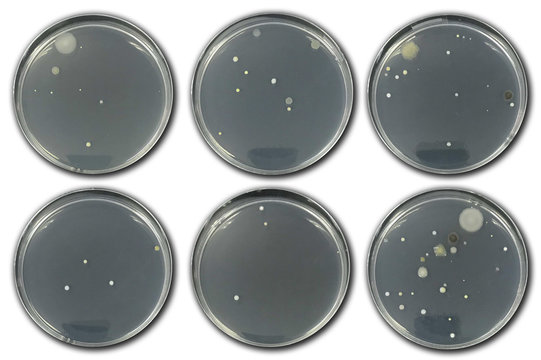 Bacteria On Agar Plate Isolated From Air