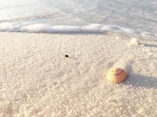 shell on the beach