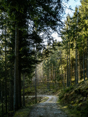 Obraz premium Route forestière dans les sous-bois vosgiens, Le bonhomme, Alsace, France